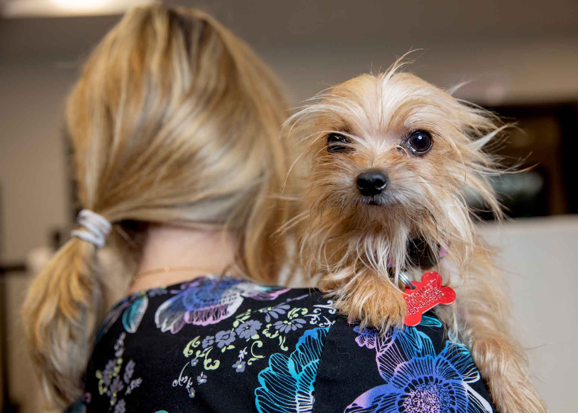 Penne - Foothills Animal Rescue Donate