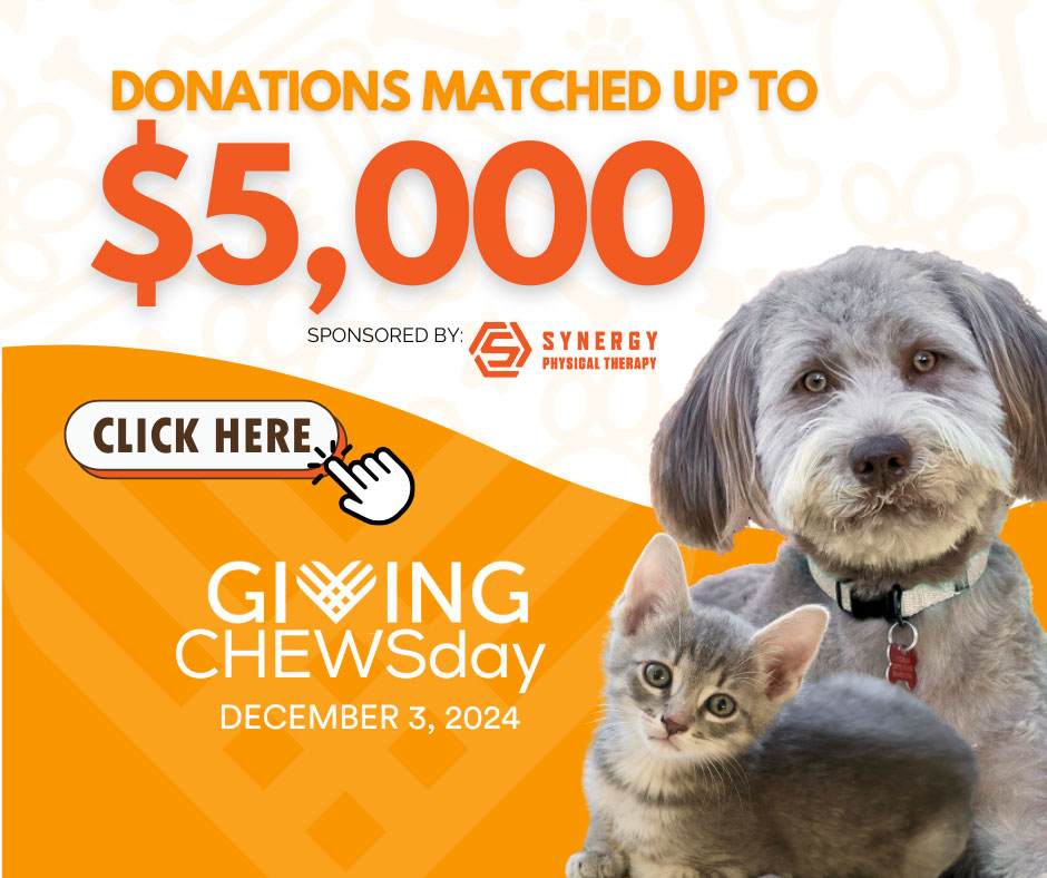 Giving Tuesday 2024 Foothills Animal Rescue