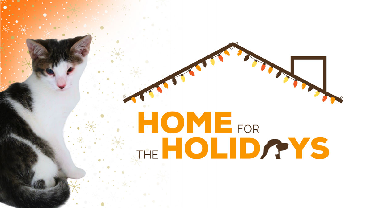 Home for the Holidays Adoption Special