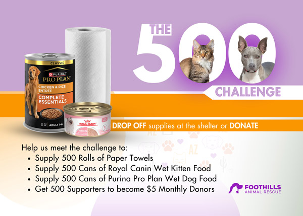500 Challenge 2025 Foothills Animal Rescue