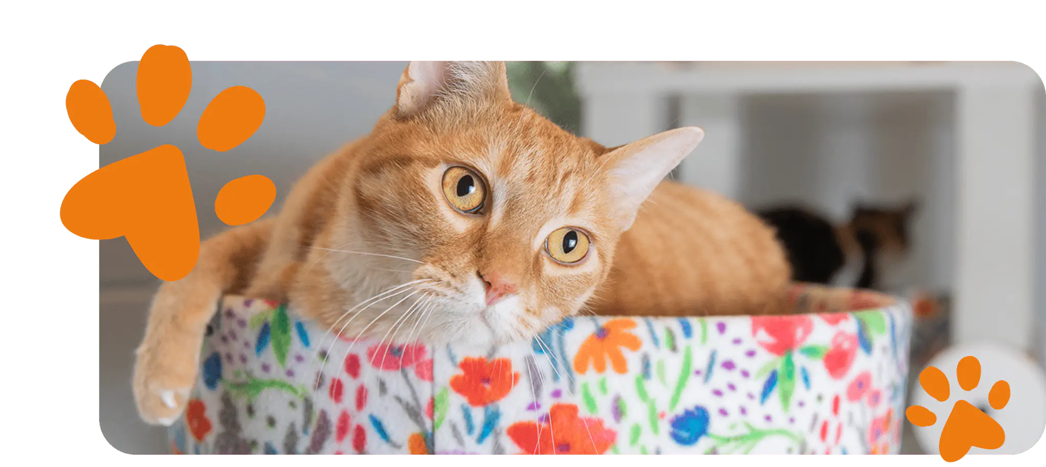 Silver Circle Donation - Cat Laying in Basket
