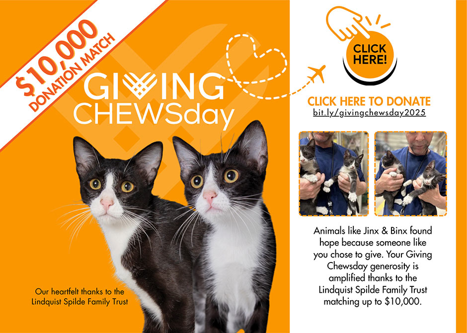 Giving Chewsday 2025 Foothills Animal Rescue