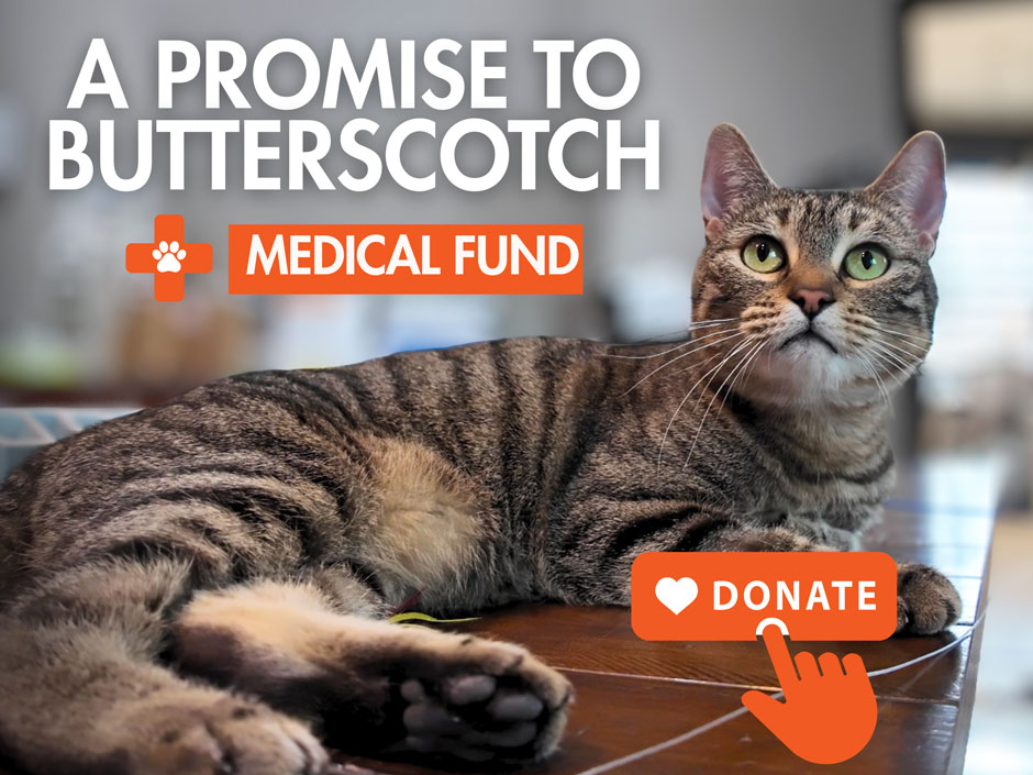 Promise to Butterscotch Medical Fund
