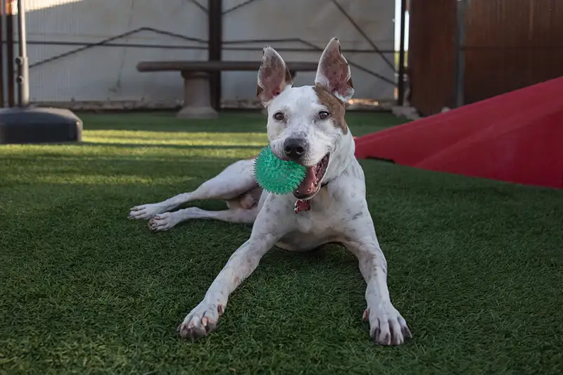 Sammy Foothills Animal Rescue Dog