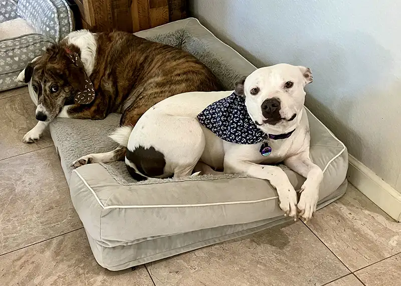 Stella Adoption Day Foothills Animal Rescue Success Stories