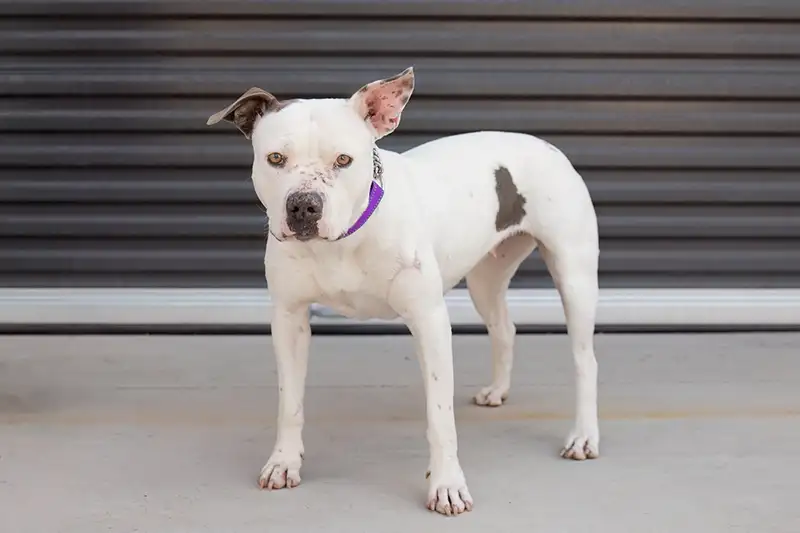 Stella Foothills Animal Rescue Dog