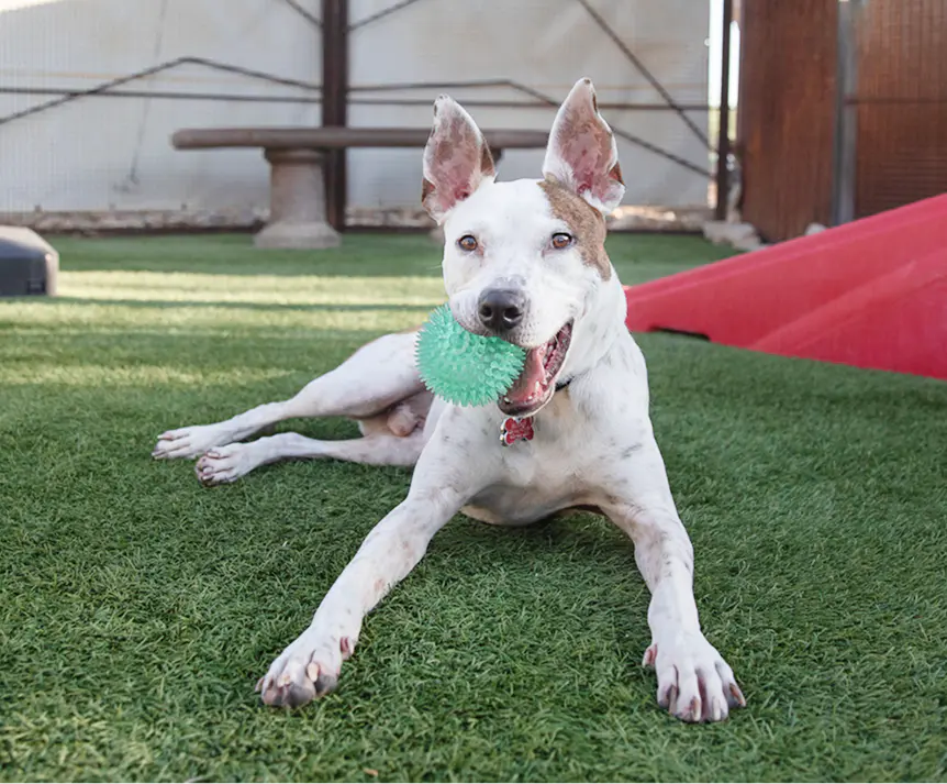 Sammy Success Story Dog Adoption Foothills Animal Rescue