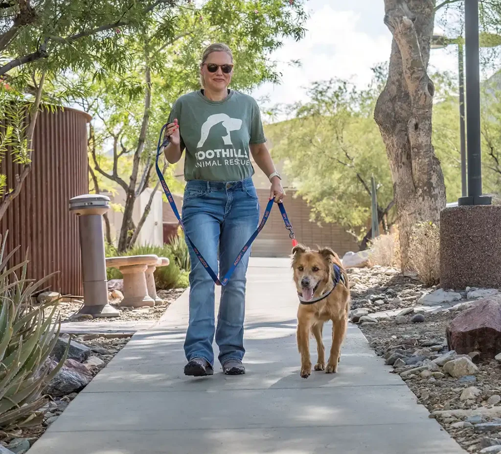 Scottsdale Pet Foster Program Foothills Animal Rescue Milo and Volunteer walking