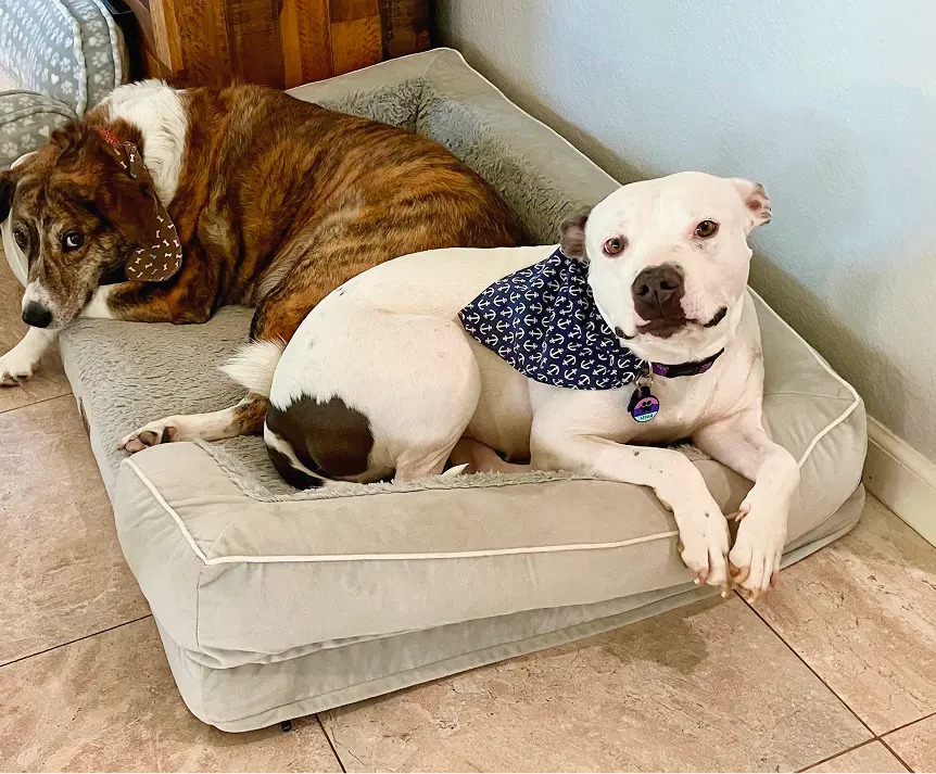 Stella Success Story Dog Adoption Foothills Animal Rescue