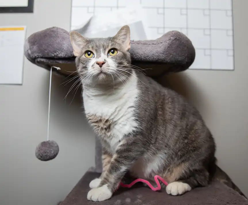 Arya Success Story Cat Adoptions Foothills Animal Rescue Scottsdale