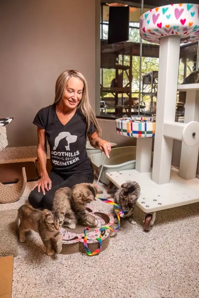 Cat Attendant Volunteer Position Foothills Animal Rescue