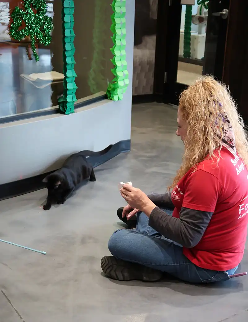 Cat Enrichment Program Foothills Animal Rescue Scottsdale