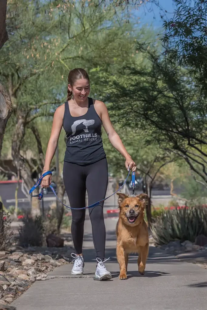 Dog Attendant Volunteer Position Foothills Animal Rescue