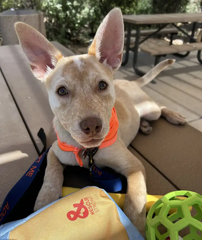 Doggy Day Out Scottsdale Green Ball