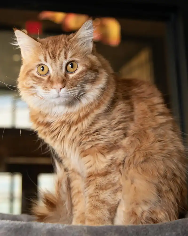 Donate Stock Foothills Animal Rescue Cat Molly Portrait