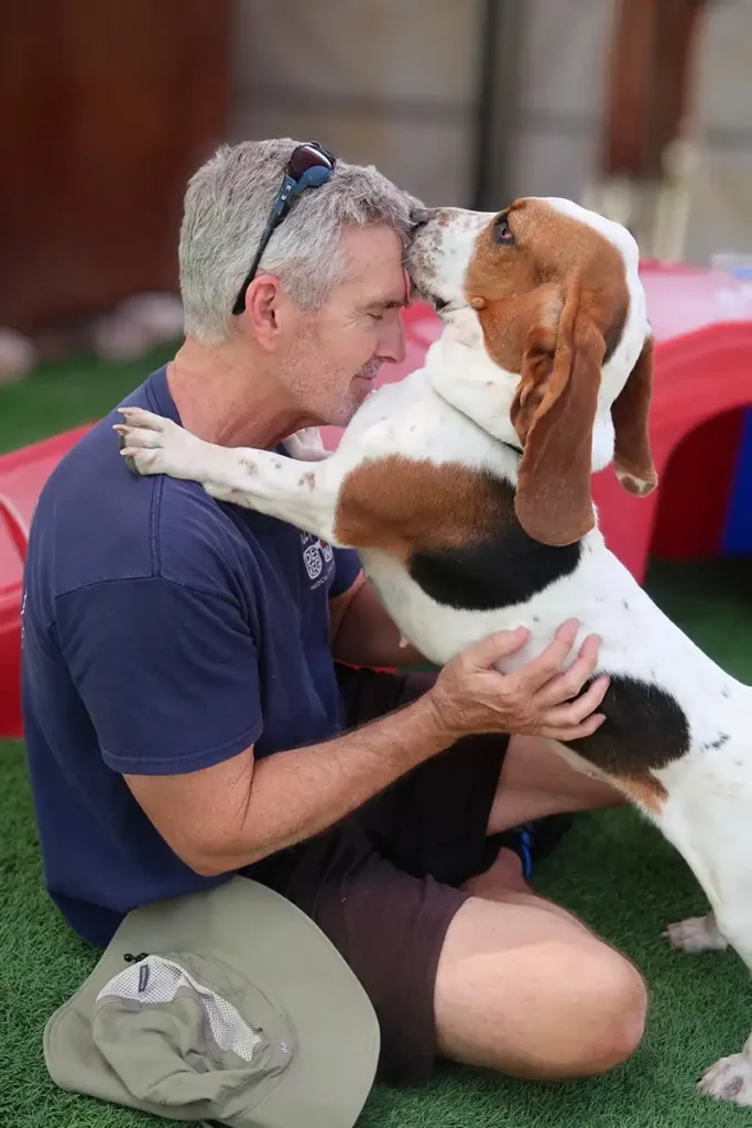 Intake and Transfer Program Foothills Animal Rescue Dog