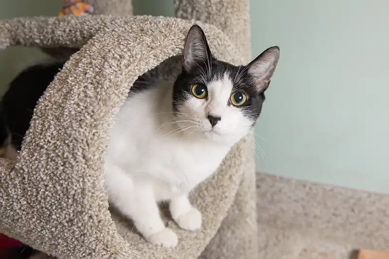 Moo Moo Foothills Animal Rescue Adoptions